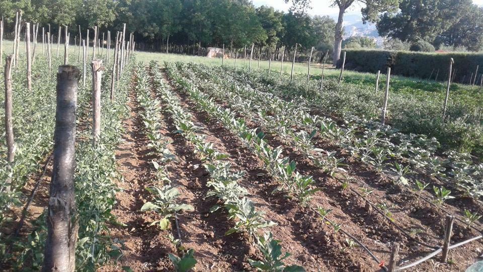 فيلا Agriturismo Tre Santi بادولا المظهر الخارجي الصورة